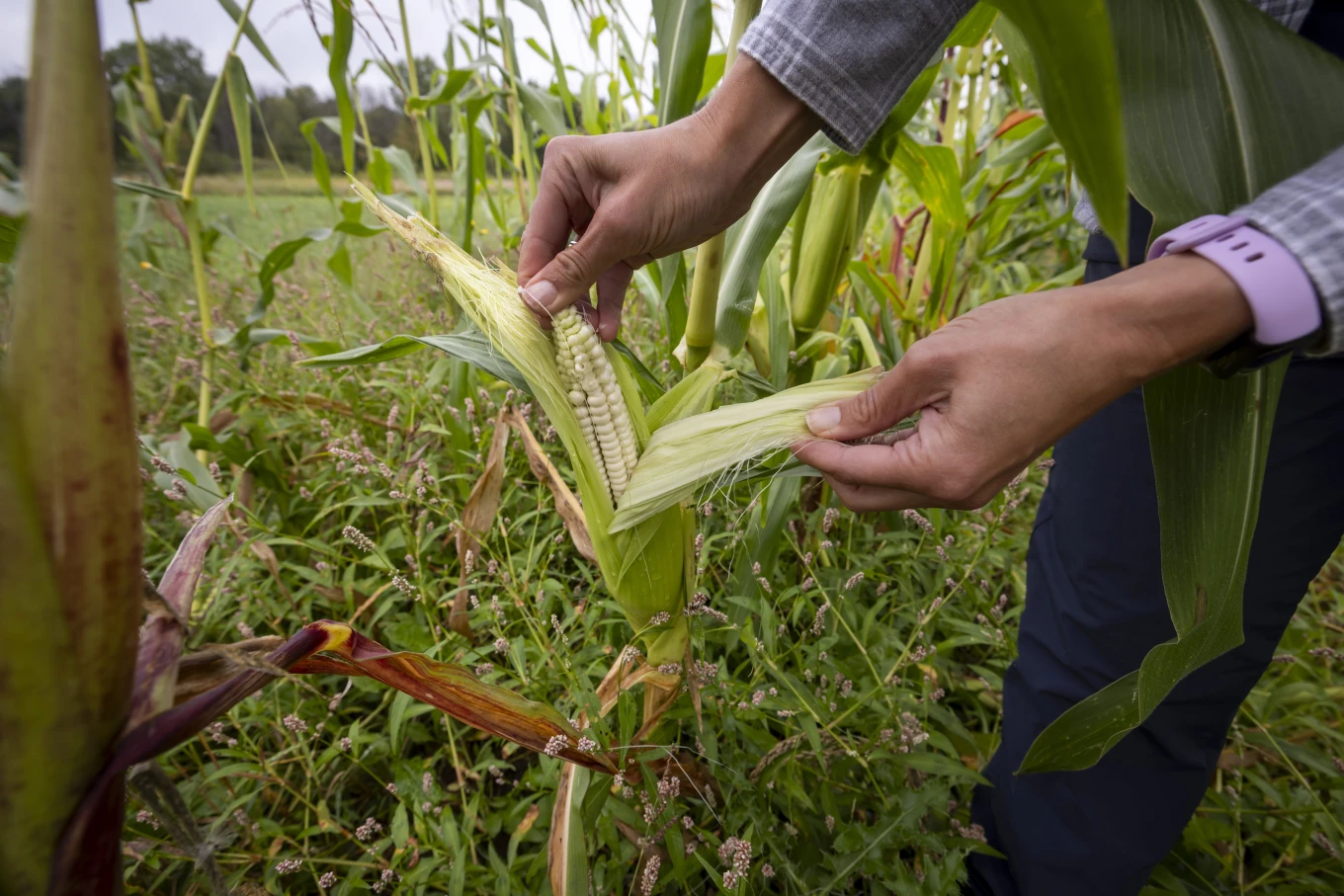 Spring rains destroyed a harvest important to the Oneida people. Farmers are working to adapt